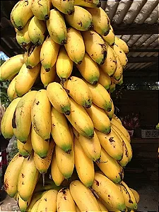Muda de Banana Ouro