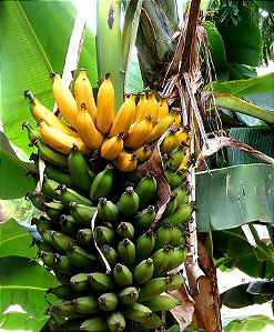 Muda de Banana Prata