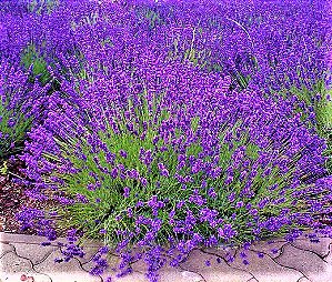 Muda de Lavanda