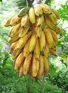 Muda de Banana Pão