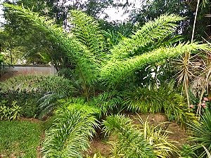 Muda de Cycas debaoensis - Raridade