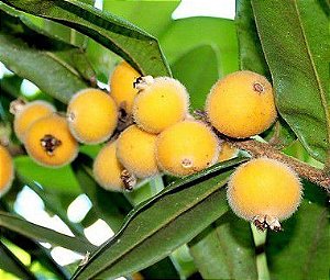 Muda de Jabuticaba Amarela ou Cabeludinha - Lote 117/21