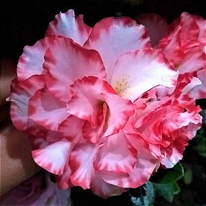 Azaleia Branca Bordas Vermelha flor Dobrada - Jardim Exótico - O maior  portal de plantas e produtos naturais do Brasil.