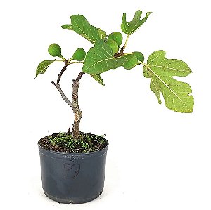 Muda de Mini Figo Roxo - Raridade