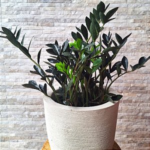 Muda de Mini Zamio Black - Raridade