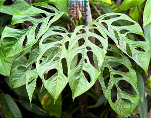 Muda de Monstera Obliqua "Loreto"  - EXCLUSIVA - A VERDADEIRA