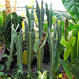Muda de Philodendron spiritus sancti