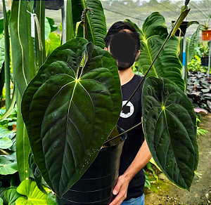 Muda de Antúrio papillilaminum - EXCLUSIVA - RARIDADE