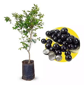 Muda de - Mudinhas de Jabuticaba Sabará Para Brindes