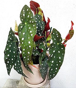 Muda de Begônia Maculata