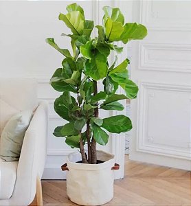 Muda de Ficus Lyrata