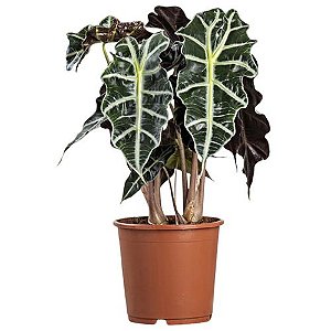 Muda de Alocasia Polly