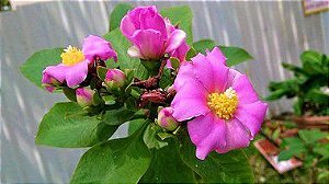 Kit Muda  c/ 2 mudas de Ora-Pro-Nobis  "Flor Rosa" e "Flor Limão"  a Carne Vegetal  !!!