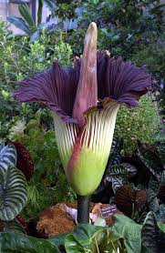 Muda de Flor Cadaver - Amorphophallus titanum