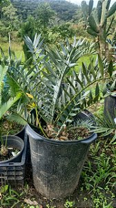 Muda de Encephalartos horridus - Planta Cica Exótica Rara