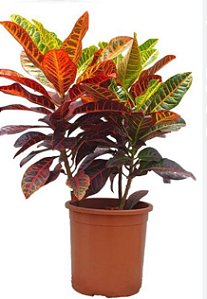 Muda de CROTON PETRA