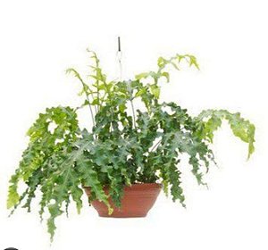 Muda de SAMAMBAIA CRESPA