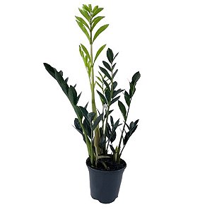 Muda de Mini Zamia Black – Zamioculca Black Raven