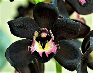 Orquidea Cymbidium Negro Kiwi Midnight - Cor Natural - Jardim Exótico - O  maior portal de plantas e produtos naturais do Brasil.