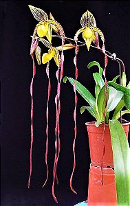 Orquídea Sapatinho Híbrida Paphiopedilum Sanderianum X Philippinense - Raridade e Exótica