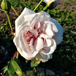 Rosa Trepadeira de Cem Pétalas cor Branca ou Trepadeira Centifolia Branca