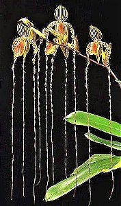 Orquídea Sapatinho Híbrida Paphiopedilum SANDERIANUM X ANITUM - Rara e Exótica