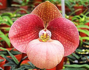 Orquidea Sapatinho Hibrida Paphiopedilum Micranthum x Hangianum Red - Flor Enorme