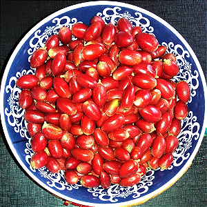 Muda de Fruta do Milagre – Engana o Paladar e Adoça Alimentos