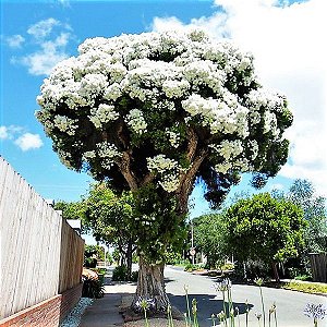 Árvore Flocos de Neve ou Neve de Verão - Melaleuca linariifolia 