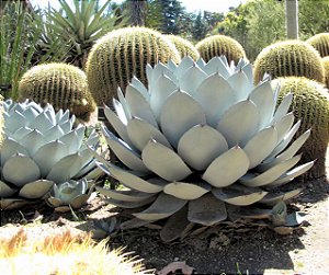 Agave  parryi