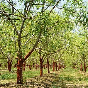 Moringa oleifera - Um Milagre da Natureza