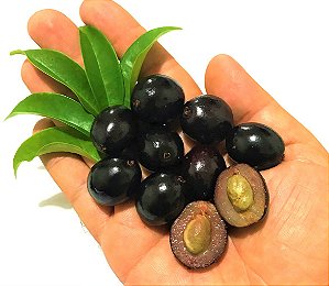 Muda de Cereja Preta ou Maria Preta Muda