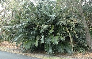 Palmeira de Formosa