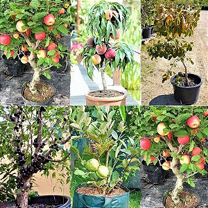 Kit primavera c/ 5 frutíferas para vasos - Maçã - Caqui - Jabuticaba - Pêssego - Goiaba