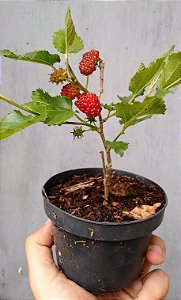 Kit Pomar p/  Vasos Mini Frutas 3 mudas - AMORA, CEREJA e ROMÃ - Mudas