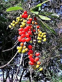 Fruto de Tucano ou Pau-Viola ou Tucaneira - Atrativo de pássaros