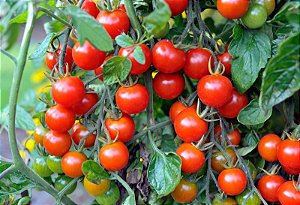 Tomate Cereja Vermelho - kit c/ 12  Sementes