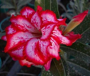 Rosa do Deserto Elsix flor dupla Enxertada