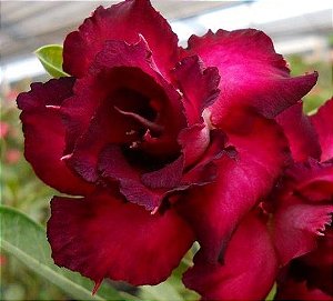 Rosa do Deserto Violet flor dupla Enxertada