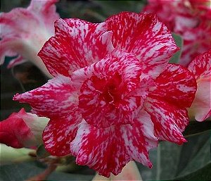 Rosa do Deserto Vermelho e Branco Mesclada flor dupla Enxertada
