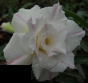 Rosa do Deserto branca friso rosa flor tripla Enxertada