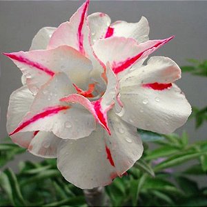 Rosa do Deserto Branca friso Vermelho flor dupla Enxertada