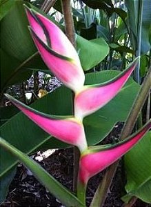 Heliconia orthotricha 'Eden Pink" - Haste floral ascendente