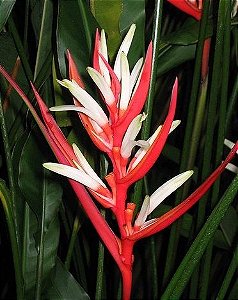 Heliconia Brasiliensis - Haste floral ascendente