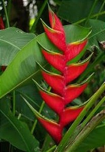 Heliconia Bihai - Haste floral ascendente