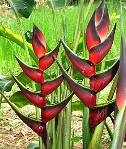 Heliconia Total Eclipse - Haste floral ascendente