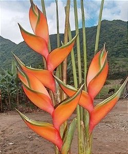 Heliconia Peach Pink - Haste floral ascendente