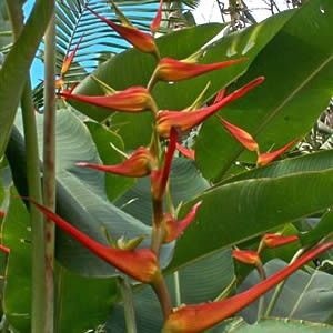 Heliconia Spirale Rosa - Haste floral ascendente