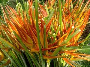 Heliconia Tricolor - Haste floral ascendente