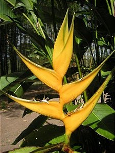 Heliconia Yellow Dancer - Haste floral ascendente
